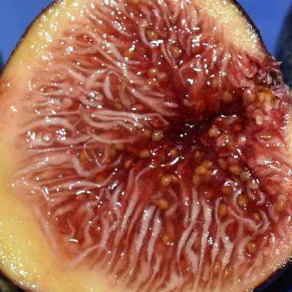 Fig Trees & Cuttings